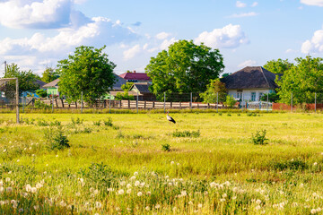 Wall Mural - A bird is standing in a field of grass, stork in the village