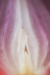 Canvas Print - Macro shot of red onion sliced texture