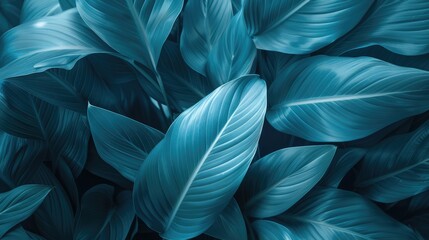 Canvas Print - Aerial view of exotic Spathiphyllum cannifolium leaf texture in soft blue light, idea for botanical wallpaper and desktop design.