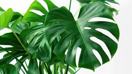 Wall Mural - Potted Monstera against white, close-up of indoor tropical plant for decoration.