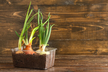 Wall Mural - Plastic container with cultivated green onion on wooden background