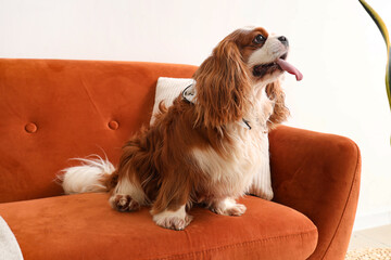 Sticker - Cute cavalier King Charles spaniel sitting on sofa at home