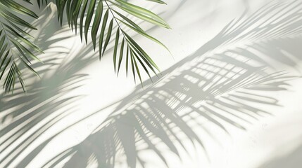 Sticker - Tropical palm leaf shadows on white wall. Simple abstract light background for presenting products.