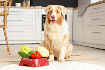 Canvas Print - Cute Australian Shepherd dog and bowl with vegetables at home