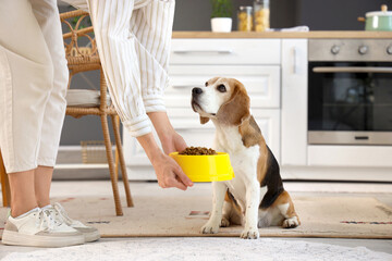 Sticker - Owner feeding cute beagle dog at home