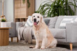 © Pixel-Shot - Adorable Labrador dog sitting on carpet at home