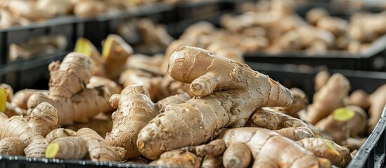 Canvas Print - Fresh Ginger Root Closeup