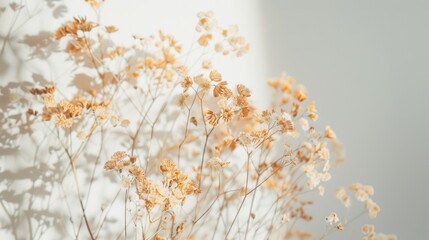 Wall Mural - Close-up of dried flowers casting intricate shadows against a white background, illuminated by soft, warm light.