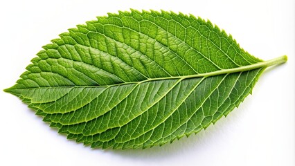 Close up of a green leaf isolated on a white background, nature, plant, foliage, botanical, texture, organic, closeup, garden