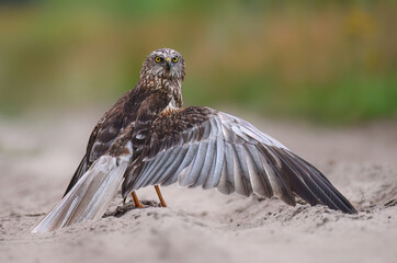 Poster - Western Marsh harrier ( Circus aeruginosus )  - male