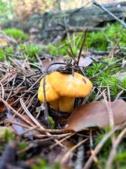 chanterelle mushrooms in the forest among the moss. concept of collecting organic mushrooms and berries