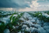 A severe hailstorm damaging crops in a field, with large hailstones scattered around