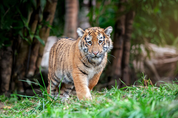 Sticker - Tiger cub in the wild.  Wild cat in nature habitat