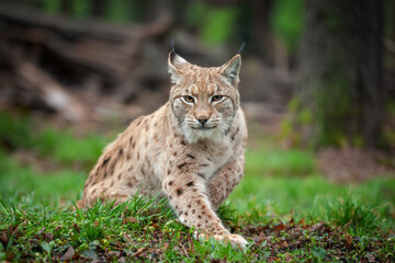 Wall Mural - lynx sitting in the grass in the woods