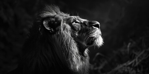 Wall Mural - this striking black-and-white photo captures a lion's powerful roar at night, showcasing its majesti