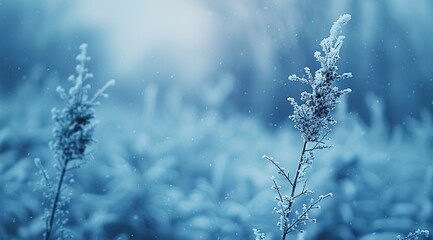 Canvas Print - grass in the winter