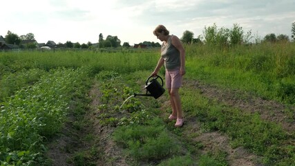 Wall Mural - A woman is engaged in the activity of gardening in a rural field