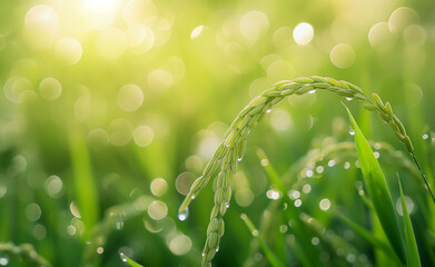 Wall Mural - Dew drops on green grass with a soft, bokeh background.