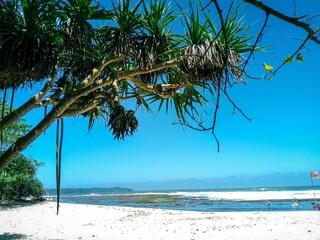 palm tree on the beach. pandanus palm trees and blue sky in the background. space in blue. vacation on summer karapyak beach. blue and green in nature. landscape view. beautiful day. waves of sea