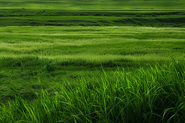 Wall Mural - an image showcasing a vibrant, lush green landscape dominated by healthy grass, emphasizing the beau