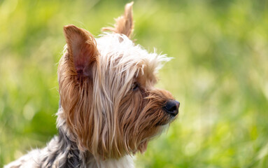 Canvas Print - Dog in nature in summer