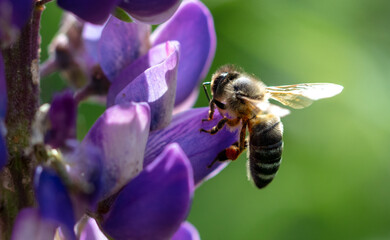 Poster - A bee flies on lupine flowers. Macro