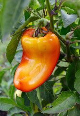 Sticker - Red bell pepper growing in the garden