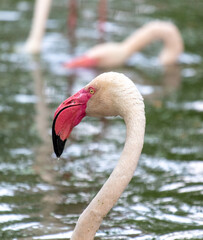 Sticker - Portrait of a pink flamingo in the park