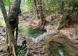 Poster - Tree with large roots near a river in the forest