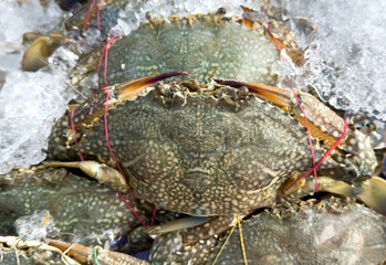 Canvas Print - Crabs on the counter in the market