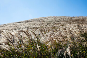 Low angle and autumnal view of silver grass with white flowers against peak of Saebyeol Oreum at Aewol-eup near Jeju-si, Jeju-do, South Korea
