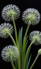 Wall Mural - White Flower Buds with Green Stems on Black Background.