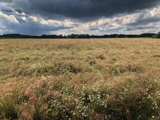 Wall Mural - Field of buckwheat. At the uffelter es Uffelte Drenthe Netherlands.