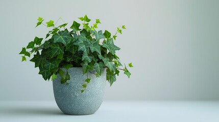 Indoor plant in a flower pot isolated on a white background Common ivy English ivy European ivy Hedera helix : Generative AI