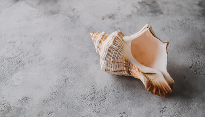 Wall Mural - Seashell on gray cement surface backdrop. Natural element. Top view. Close-up. Flat lay.