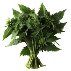 Wall Mural - A fresh bunch of nettles on transparent background