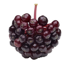 Wall Mural - A single, ripe elderberry on transparent background