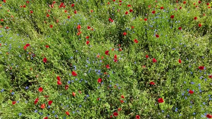 Poster - Drohnenflug ueber eine Feld mit Mohm und Kornblumen