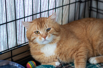 In a cage, theres an orange and white cat gazing at the camera