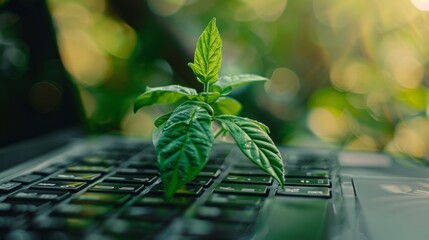 Wall Mural - Green information technology. Environmentally Sustainable IT. Copy space. Green plant growing on laptop computer keyboard with green background. Sustainable development goals (SDGs) concept