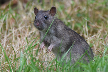 Poster - junge Ratte im Garten sucht Futter