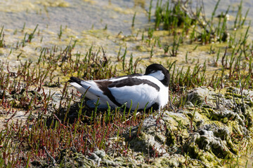 Wall Mural - Avocette élégante, Recurvirostra avosetta, Pied Avocet, Salicorne, Marais salant, Guérande, 44, Loire Atlantique, France