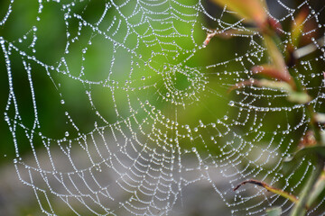 spider web with dew drops in morning