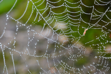 spider web in the dew