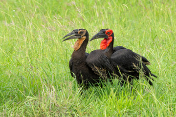 Wall Mural - Southern Ground Hornbill (Bucorvus leadbeateri; formerly known as Bucorvus cafer) adult having interaction with a juvenile in Kruger National Park in thegreen season in South Africa