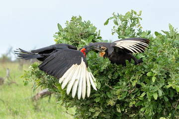 Wall Mural - Southern Ground Hornbill (Bucorvus leadbeateri; formerly known as Bucorvus cafer) adult having interaction with a juvenile in Kruger National Park in thegreen season in South Africa