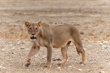 Wall Mural - Lioness (Panthera leo) walking in the Kalahari Desert in the Kgalagadi Transfrontier Park in South Africa