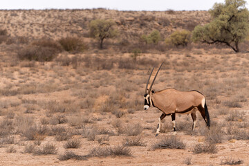 Poster - Oryx, African oryx, or gemsbok (Oryx gazella) searching for water and food in the dry red dunes of the Kgalagadi Transfrontier Park in South Africa