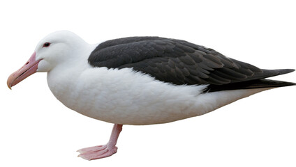 Albatross isolated on white