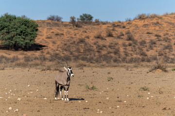 Poster - Oryx, African oryx, or gemsbok (Oryx gazella) searching for water and food in the dry red dunes of the Kgalagadi Transfrontier Park in South Africa